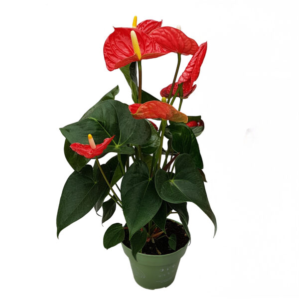 Flamingoplant - Anthurium'Madural Red'- Hoogte 40-45cm -ø14cm