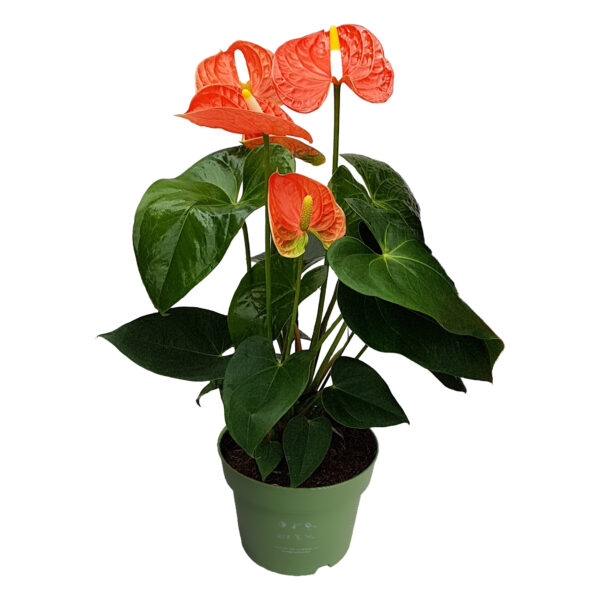 Flamingoplant - Anthurium'Madural Orange'- Hoogte 40-55cm -ø14cm