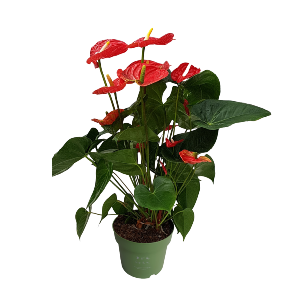 Flamingoplant - Anthurium'Madural Red'- Hoogte 55-70cm -ø17cm