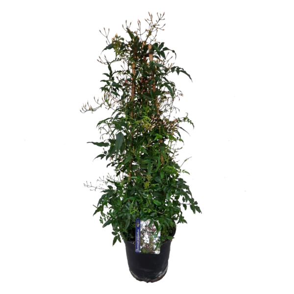 Jasmijn - Jasminum polyanthum - Hoogte 60-70cm -⌀17cm