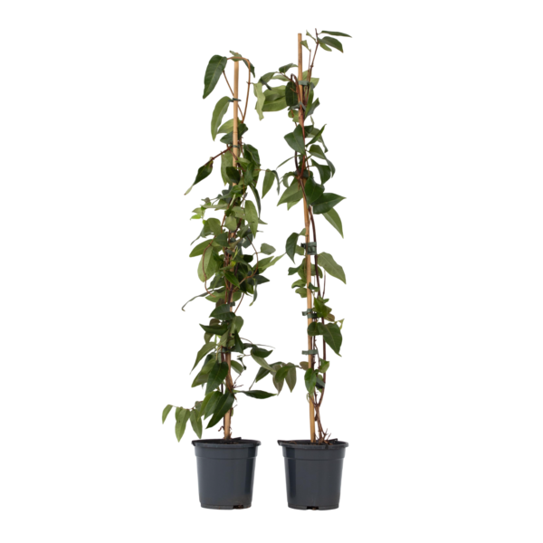 Kamperfoelie - Set van 2 - Lonicera'Copper Beauty'- Hoogte 110-120cm -⌀17cm