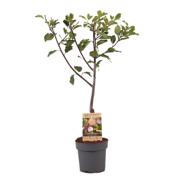 Pruimenboom - Prunus domestica'Opal'- Hoogte 90-100cm -⌀21cm