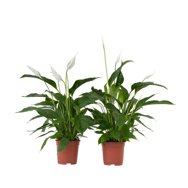 Lepelplant - Set van 2 - Spathiphyllum'Lima'- Hoogte 60-75cm -⌀17cm