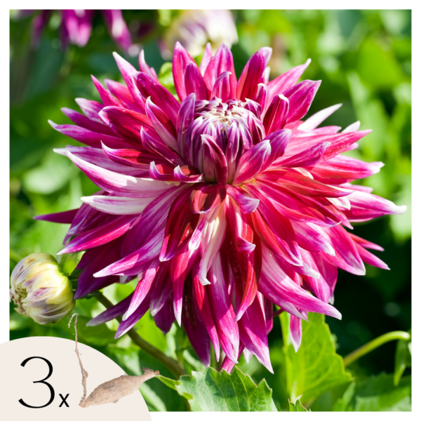 Dahliaknollen - Set van 3 - Dahlia'Vancouver'- Roze