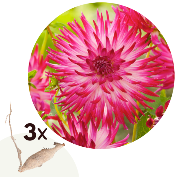 Dahliaknollen - Set van 3 - Dahlia'Dutch Explosion'- Roze