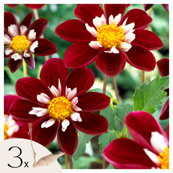 Dahliaknollen - Set van 3 - Dahlia'Mary Evelyn'- Rood