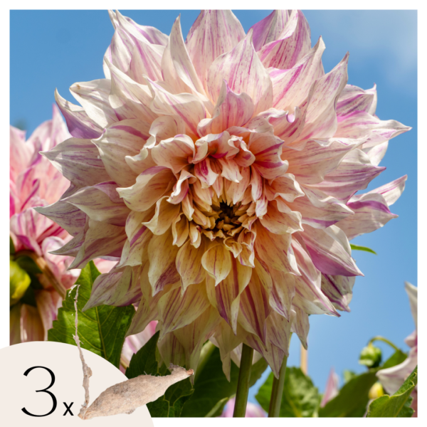 Dahliaknollen - Set van 3 - Dahlia'Café au lait Twist'- Roze