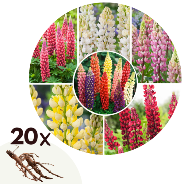 Lupine - Set van 20 - Lupinus - Wortelstokken