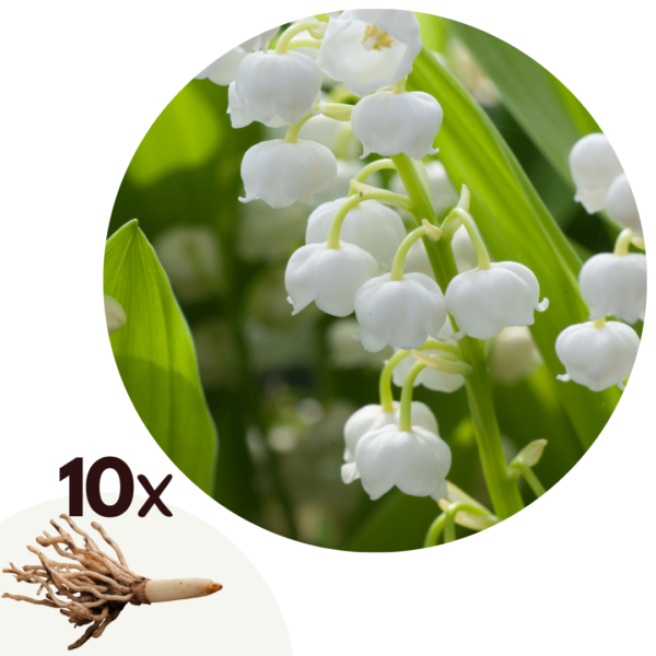 Lelietje-van-dalen - Set van 10 - Convallaria'Majalis'- Bloembollen - Wit