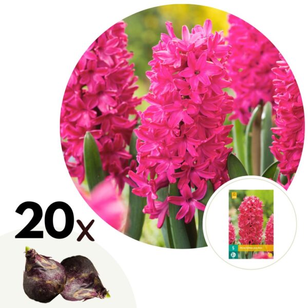 Hyacintenbollen - Set van 20 - Hyacinthus'Jan Bos'- Bloembollen - Rood