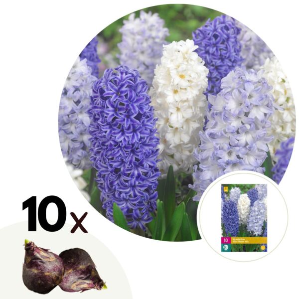 Hyacinthenmix - Set van 10 - Hyacinthus - Bloembollen