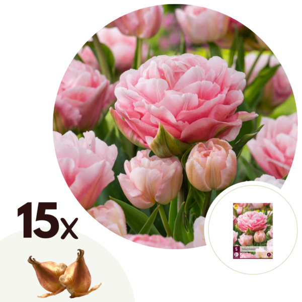 Tulpenbollen - Set van 15 - Tulipa'Dreamer'- Bloembollen - Roze