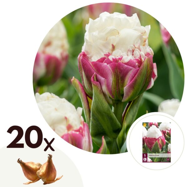 Tulpenbollen - Set van 20 - Tulipa'Ice Cream'- Bloembollen - Paars