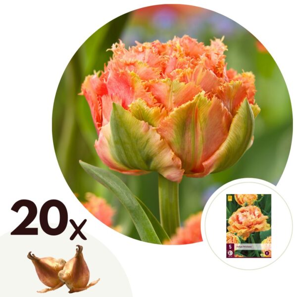 Tulpenbollen - Set van 20 - Tulipa'Brisbane'- Bloembollen - Roze