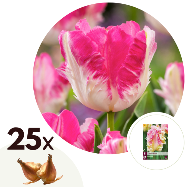 Tulpenbollen - Set van 25 - Tulipa'Cabanna'- Bloembollen - Roze