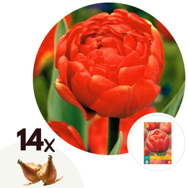 Tulpenbollen - Set van 14 - Tulipa'Icoon'- Bloembollen - Oranje