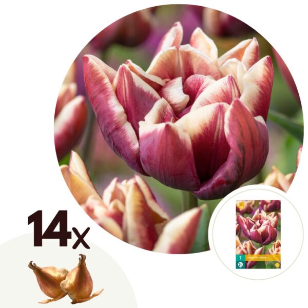 Tulpenbollen - Set van 14 - Tulipa'Wyndham'- Bloembollen - Paars