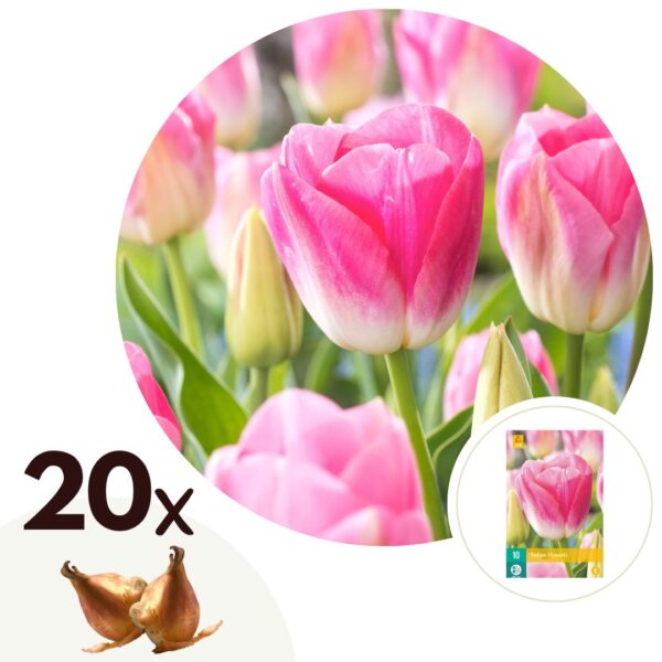 Tulpenbollen - Set van 20 - Tulipa'Dynasty'- Bloembollen - Roze