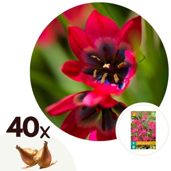 Tulpenbollen - Set van 40 - Tulipa'Little Beauty'- Bloembollen - Rood