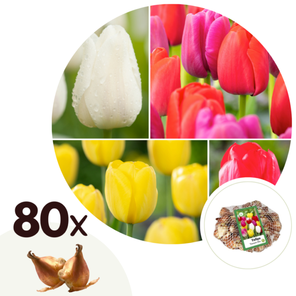 Tulpenbollen - Set van 80 - Tulipa'Triumph Mix'- Bloembollen