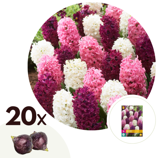 Hyacintenbollenmix - Set van 20 - Hyacinthus - Bloembollen