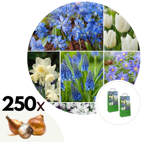 Mix bloembollen - Set van 250 - Tulipa, Anem. Narcis. Allium, Muscari