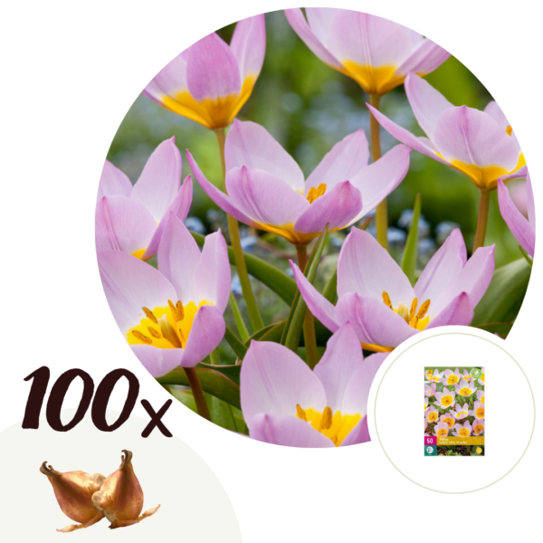 Tulpenbollen - Set van 100 - Tulipa bakeri'Lilac Wonder'- Bloembollen