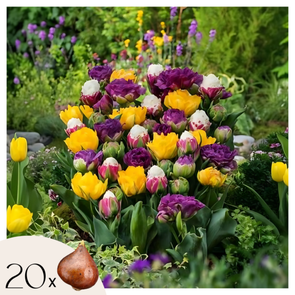 Tulpenbollen - Set van 20 - Tulipa'Candy Love'- Bloembollen