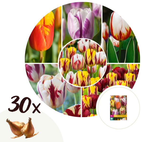 Tulpenbollen - Set van 30 - Tulipa'Flaming Beauty Mix'- Bloembollen