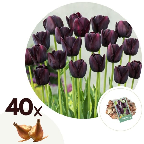 Tulpenbollen - Set van 40 - Tulipa'Queen of Night'- Bloembollen - Paars