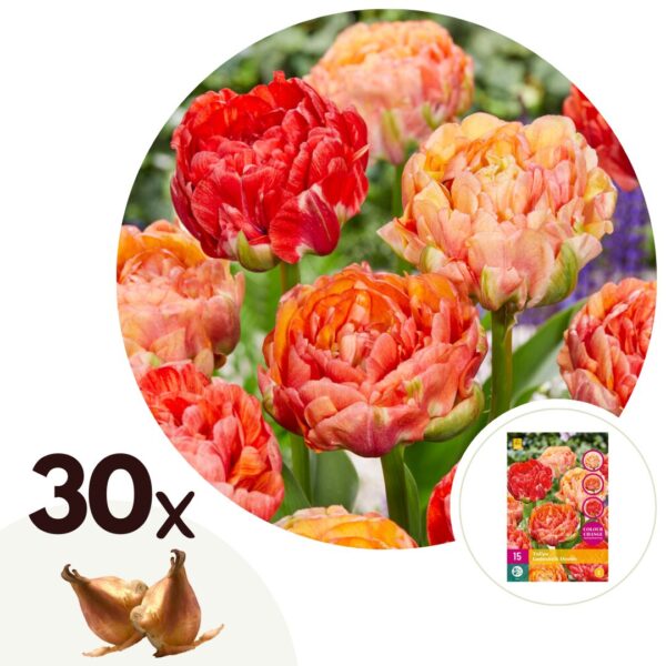 Tulpenbollen - Set van 30 - Tulipa'Gudoshnik Double'- Bloembollen - Wit