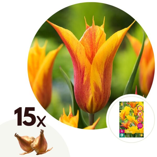 Tulpenbollen - Set van 15 - Tulipa'Vendee Globe'- Bloembollen - Wit