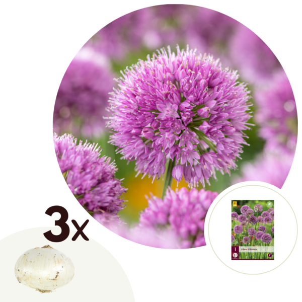 Alliumbollen - Set van 3 - Allium'Millenium'- Bloembollen - Paars