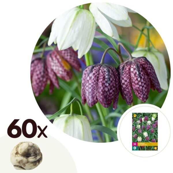 Wilde kievitsbloem - Set van 60 - Fritillaria'meleagris'- Bloembollen