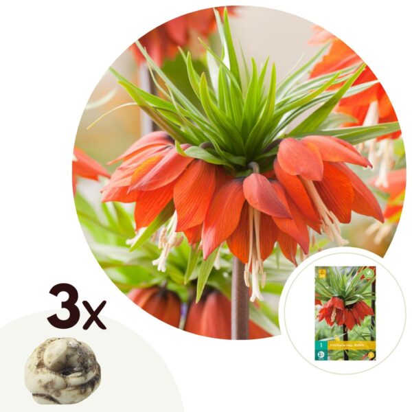 Rode keizerskroon - Set van 3 - Fritillaria rubra - Bloembollen - Oranje