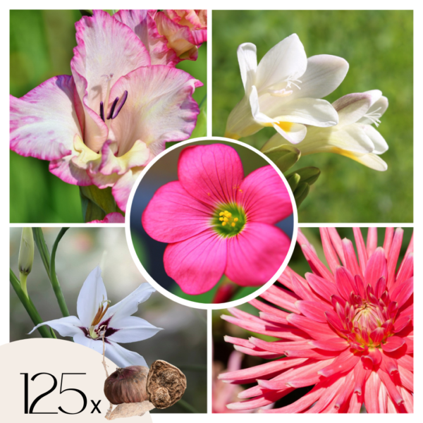 Mix bloembollen'VJ Pink'- Set van 125 - Dahlia, Gladiolus, Freesia, Oxalis