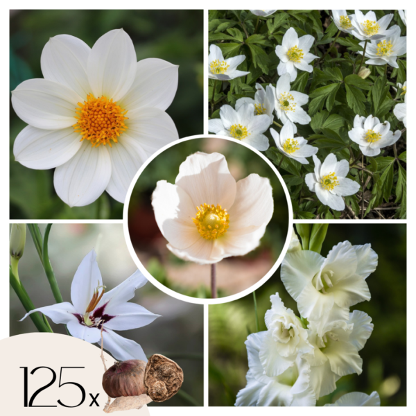 Witte Zomerpracht - Set van 125 - Anemone, Allium. Gladiolus, Dahlia