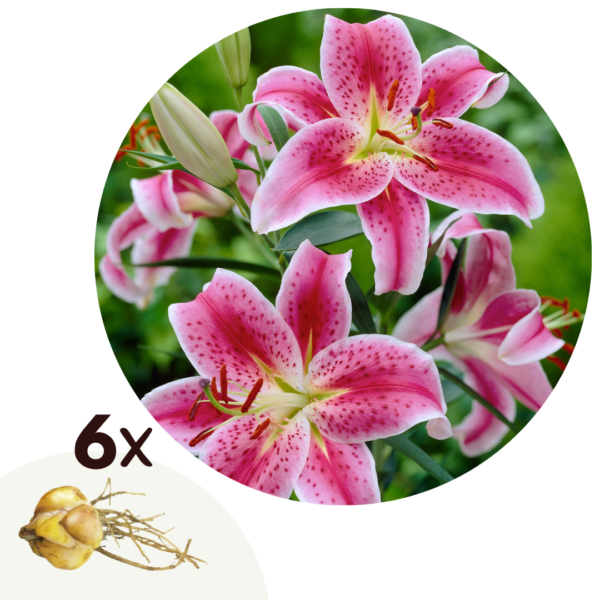 Lelie - Set van 6 - Lilium orientalis'Stargazer'- Wortelstokken - Roze