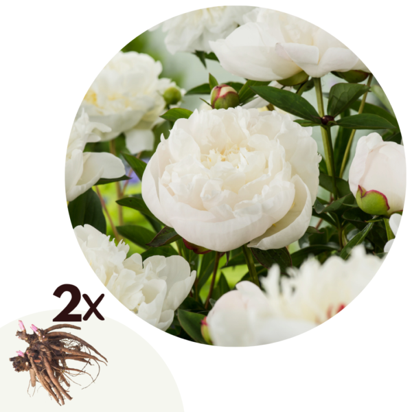 Pioenen - Set van 2 - Paeonia'Duchesse de Nemours'- Wortelstokken - Wit