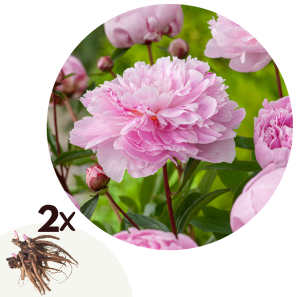 Pioenen - Set van 2 - Paeonia'Sarah Bernhardt'- Wortelstokken - Roze