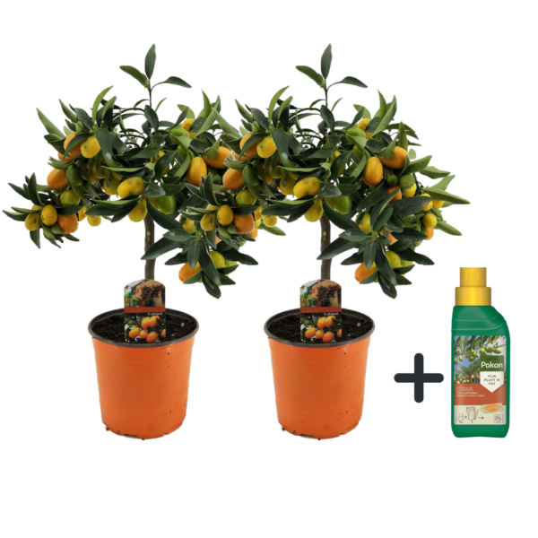 Sinaasappelboom - Set van 2 - Citrus microcarpa Kumquat - Hoogte 50-60cm -⌀19cm