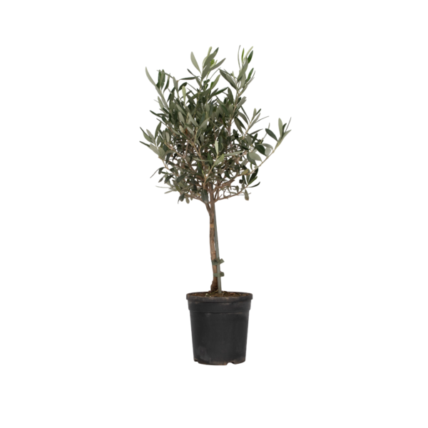 Olijfboom - Olea europaea - Hoogte 60-70cm -⌀17cm