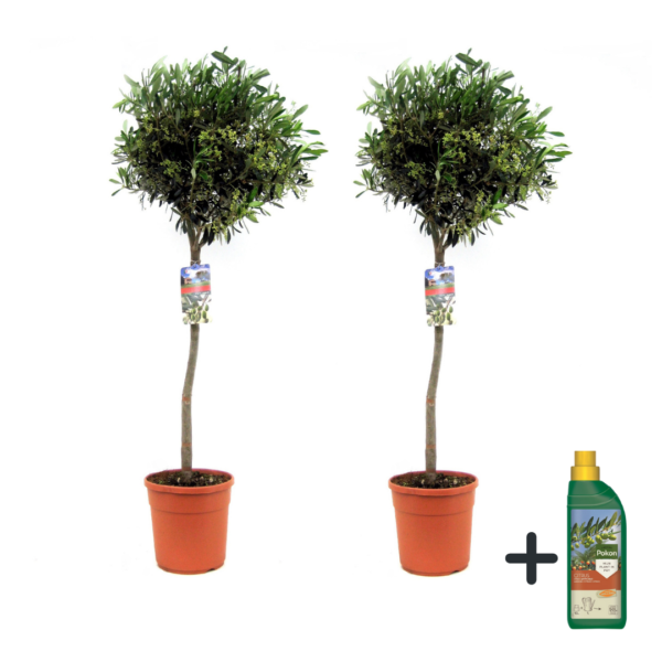 Olijfboom met voeding - Set van 2 - Olea europaea - Hoogte 90-100cm -⌀21cm