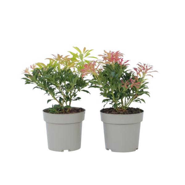 Rotsheide - Set van 2 - Pieris'Forest Flame'- Hoogte 25-40cm -⌀17cm