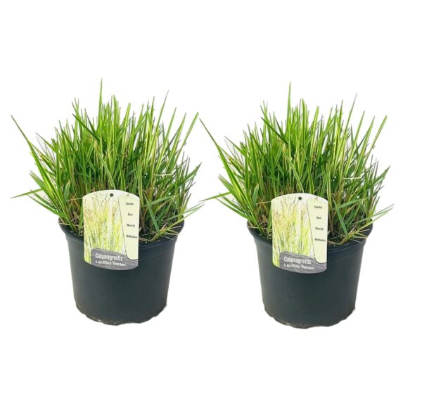 Bont struisriet - Set van 2 - Calamagrostis'Overdam'- Hoogte 20-30cm -⌀23cm