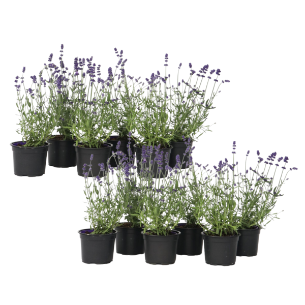 Lavendel - Set van 12 - Lavandula angustifolia - Hoogte 10-15cm -⌀10,5cm