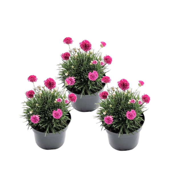 Engels gras - Set van 3 - Armeria maritima'Deep Rose'- Hoogte 20-30cm -⌀12cm