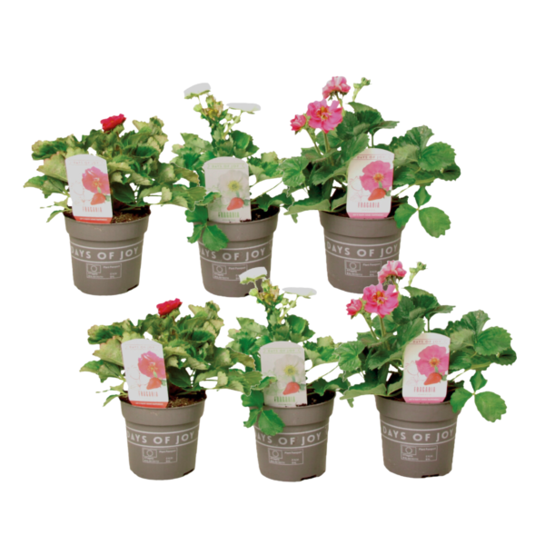 Aardbeienplant - Set van 6 - Fragaria'Summer Breeze'- Hoogte 15-25cm -⌀10,5cm