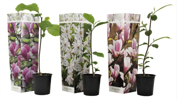 Magnolia - Set van 3 - Magnolia - Hoogte 25-40cm -⌀9cm