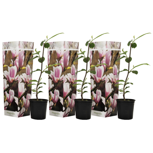 Beverboom - Set van 3 - Magnolia'Soulangea'- Hoogte 25-40cm -⌀9cm